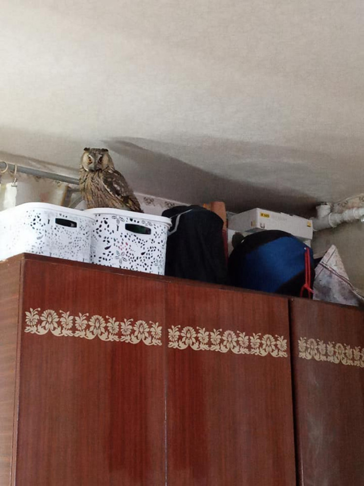 сова мешкає у квартирі у Дніпрі