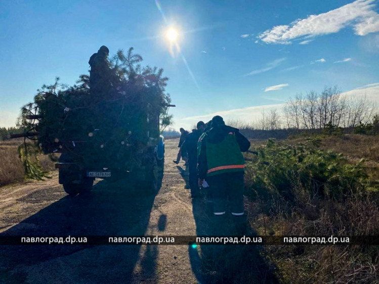 Ялинки у Павлограді