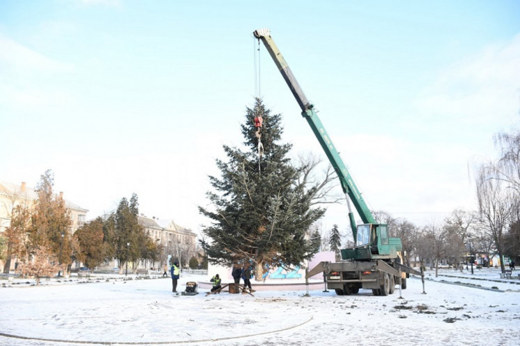 Живая новогодняя елка в Никополе